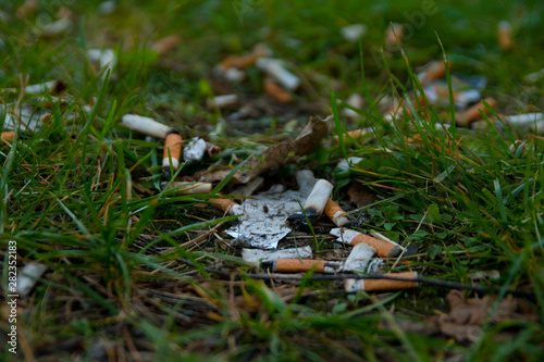 Beautiful builidng antique trees autumn forest snset sunshine colors leaf fall blue sky cigarette stump park outdoor tree crying green forest