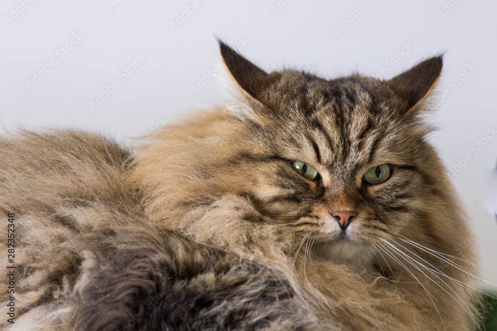Long haired cat of livestock in relax outdoor, siberian breed Long haired cat of livestock in relax outdoor, siberian breed