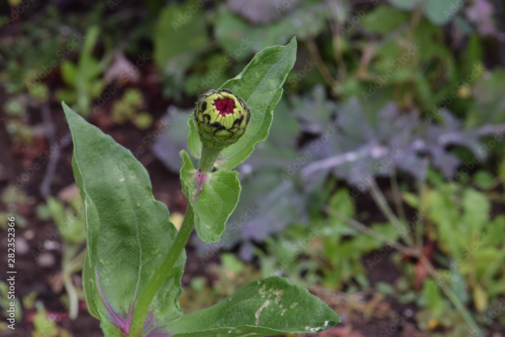 Zinnia Bud 02 Zinnia Bud 02