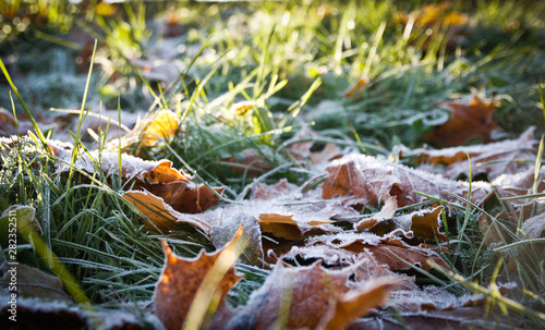 Beautiful builidng antique trees autumn forest snset sunshine colors leaf fall blue sky cigarette stump park outdoor tree crying green forest