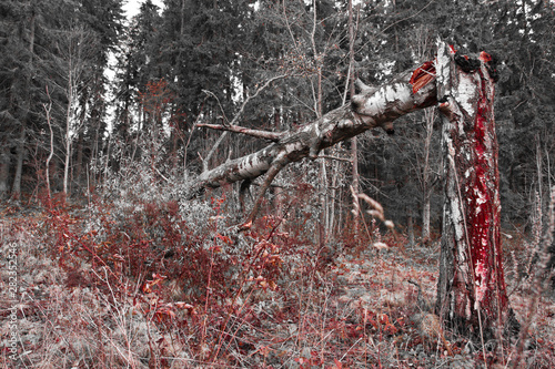 Beautiful builidng antique trees autumn forest snset sunshine colors leaf fall blue sky cigarette stump park outdoor tree crying green forest