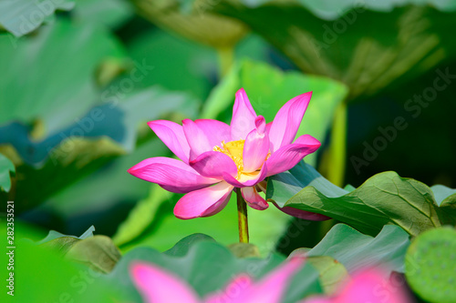 Blooming lotus flowers in the park