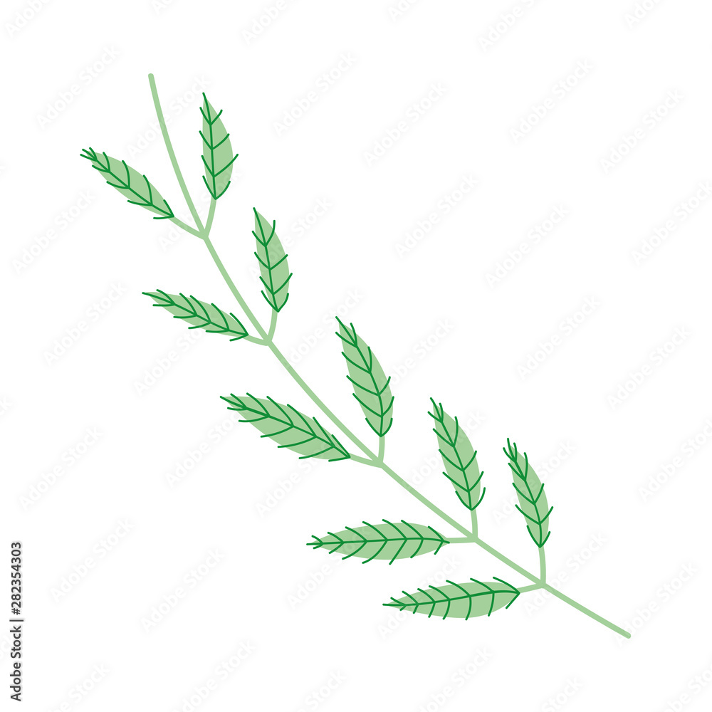 Fototapeta premium Isolated leaf design vector illustration