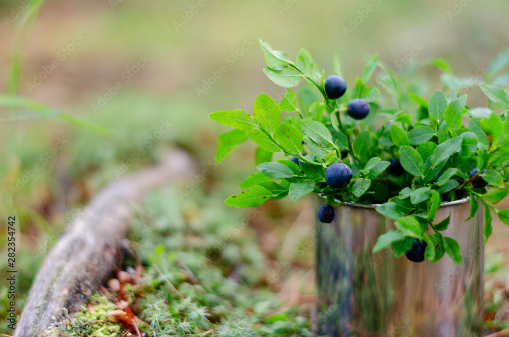 Blueberries and bilberry in the cup in summer forest Blueberries and bilberry in the cup in summer forest