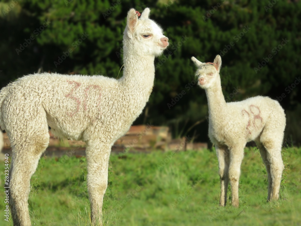 Obraz premium alpaca