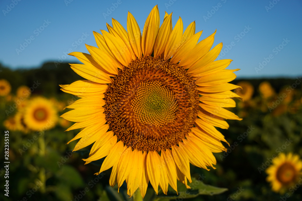 Close-up of a sunflower blooming in summer under a blue sky