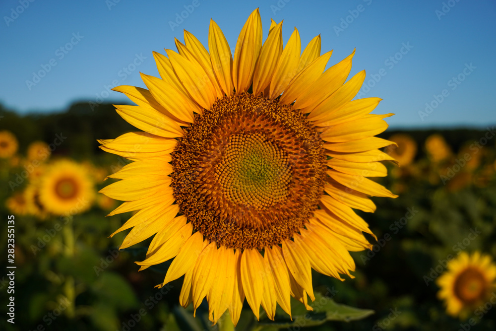 Close-up of a sunflower blooming in summer under a blue sky Close-up of a sunflower blooming in summer under a blue sky