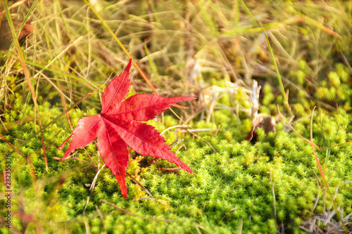 Red Japanese maple leaf on fresh green moss floor.