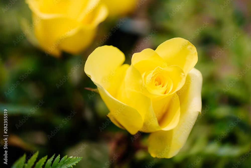 Close up of beautiful yellow rose flower Close up of beautiful yellow rose flower