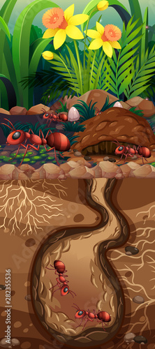 Landscape design with red ants underground