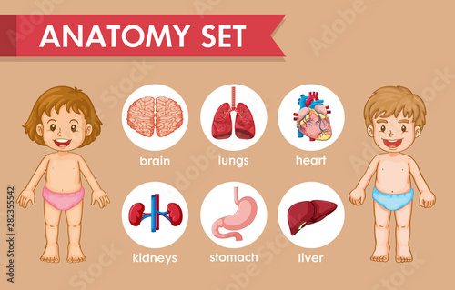 Scientific medical illustration of kids human anatomy
