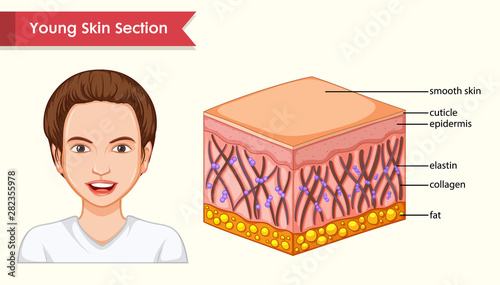 Scientific medical illustration of youthful skin section