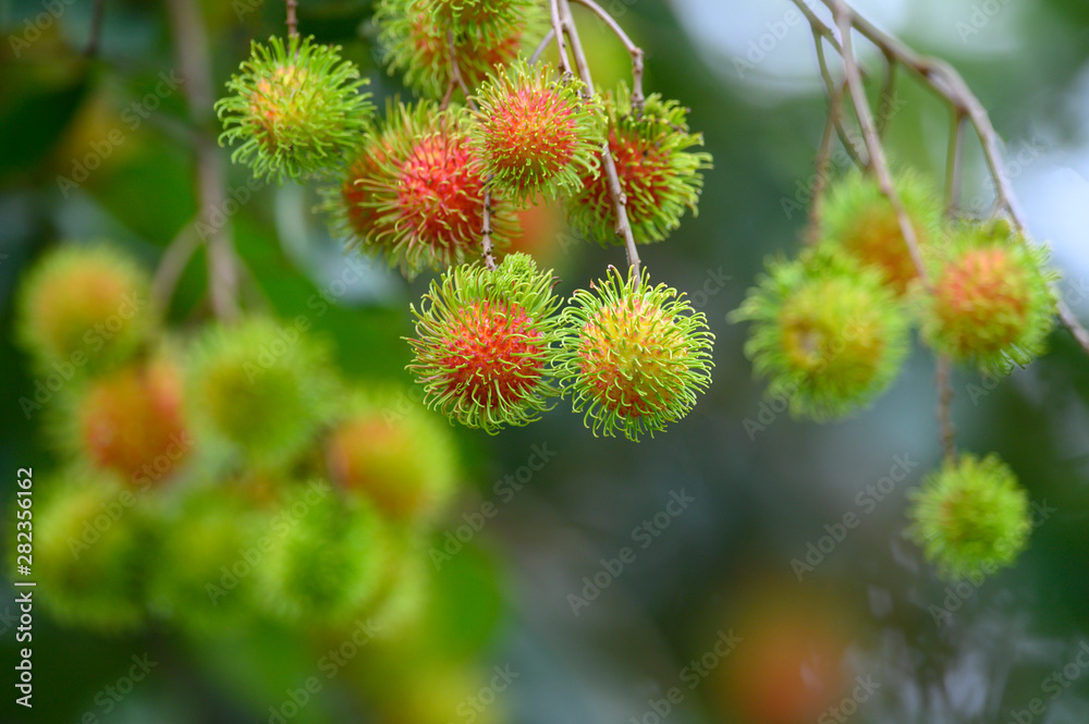 Fresh rambutan, delicious thai fruit, Sweet and sour taste