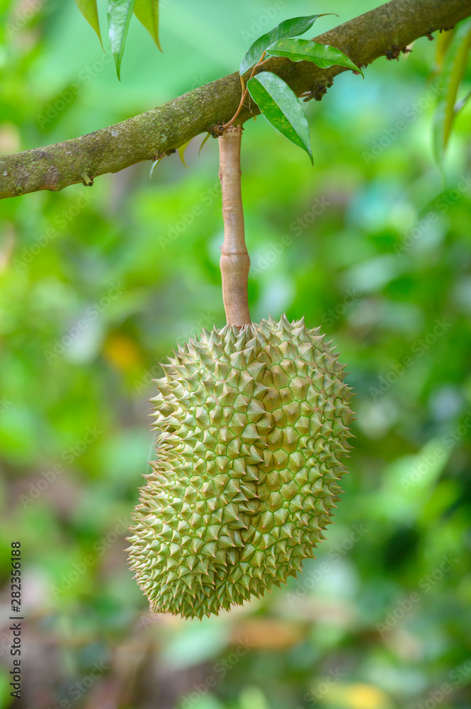 Fresh Durian , King of Fruit Fresh Durian , King of Fruit