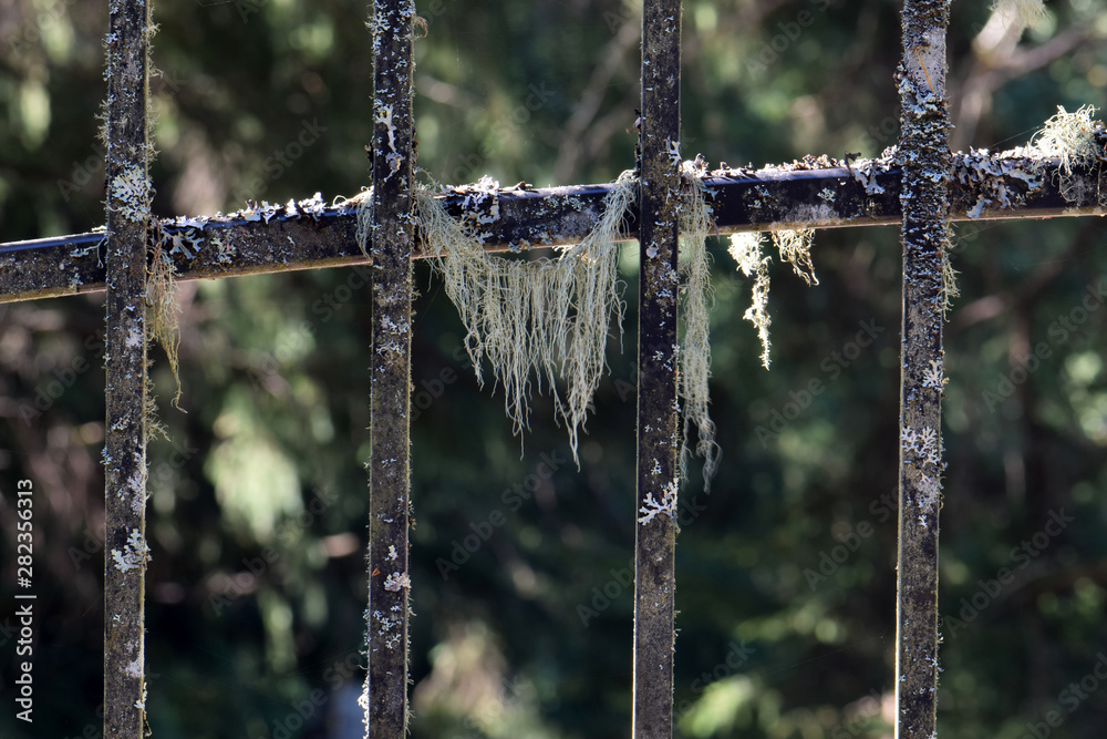 Mossy Metal Gate 02 Mossy Metal Gate 02