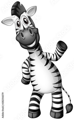 Happy zebra on white background