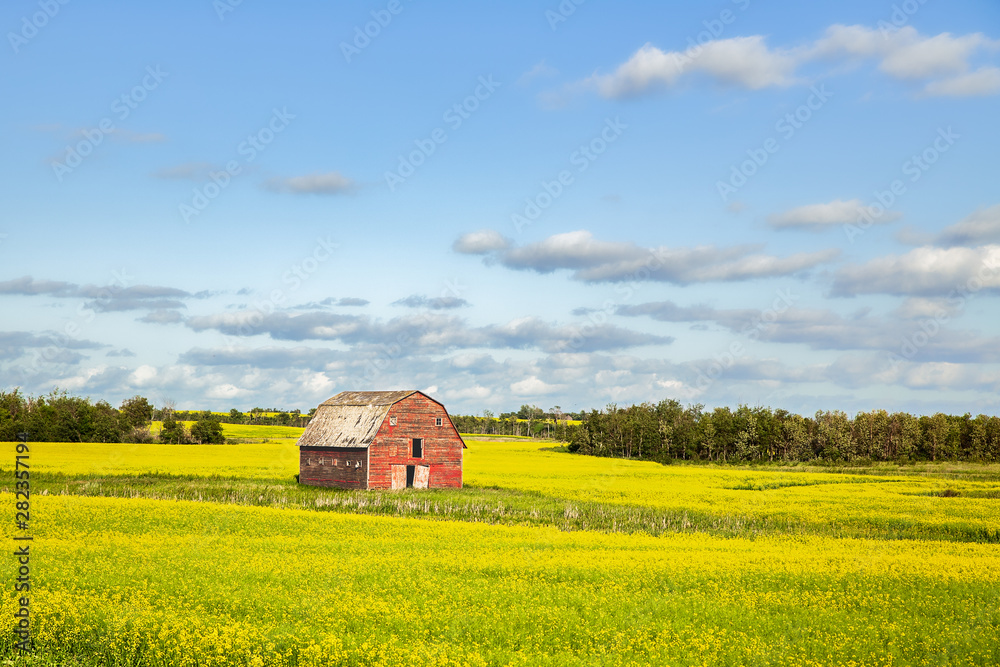 Obraz premium A crumbling faded old red wooden barn surrounded by a yellow flowering canola crop and a forest of trees in a sunny summer afternoon landscape
