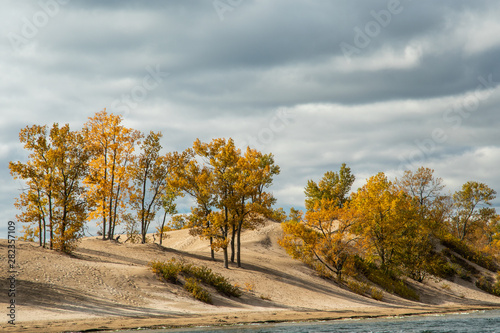 trees in sand dunes in autumn fall colour Sandbanks park Ontario Canada