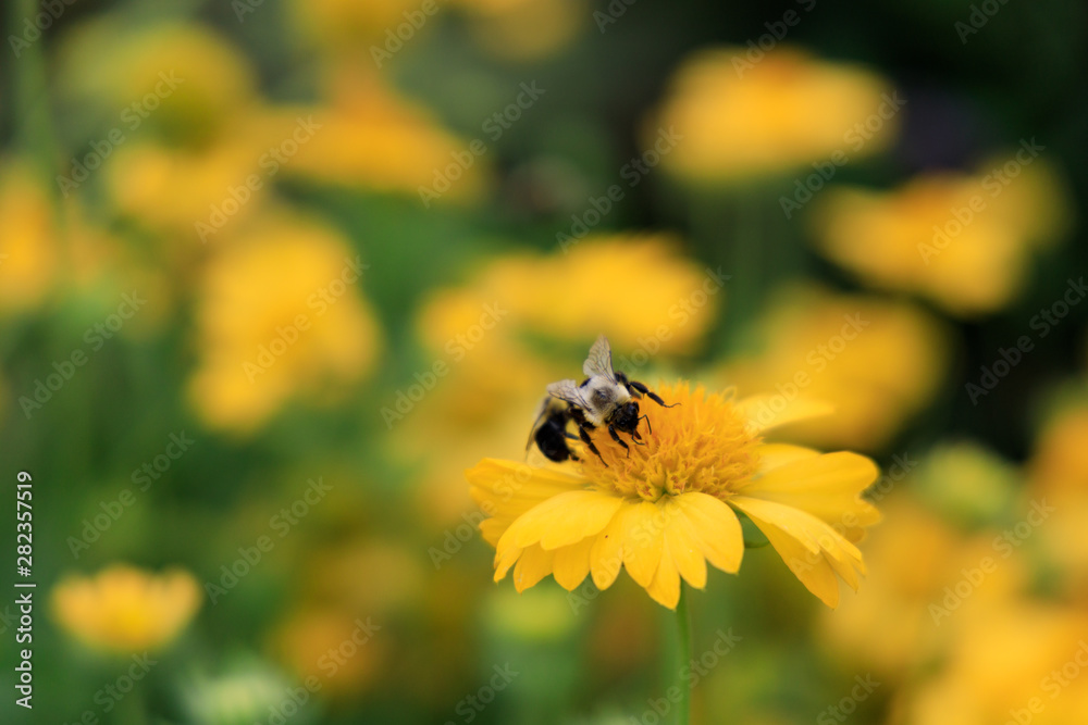 Yellow Gaillardia, blanket flower with bees close-up Yellow Gaillardia, blanket flower with bees close-up