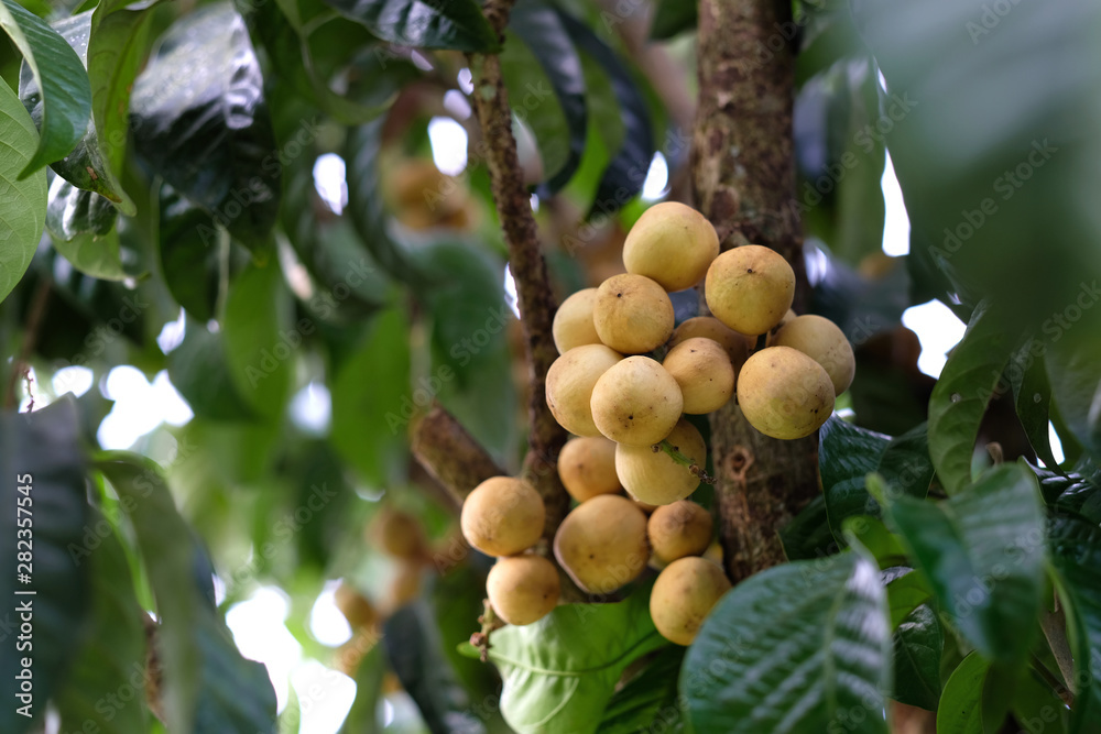 Asian fruit Tropical fruit, Longkong, Langsat, lanzones, Lansium parasiticum on a tree background. - Image Asian fruit Tropical fruit, Longkong, Langsat, lanzones, Lansium parasiticum on a tree background. - Image