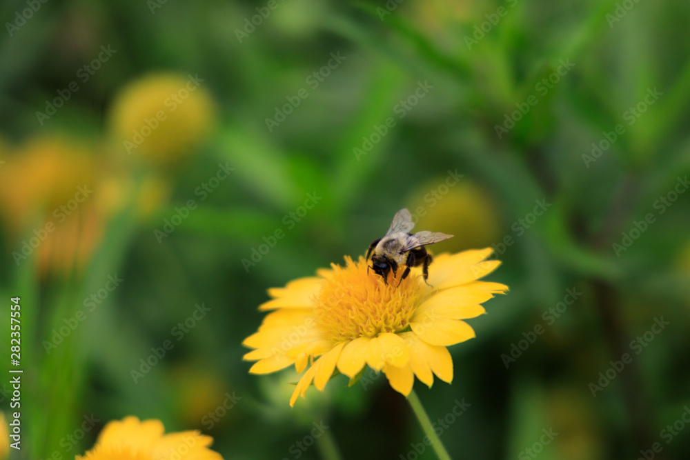 Yellow Gaillardia, blanket flower with bee close-up Yellow Gaillardia, blanket flower with bee close-up