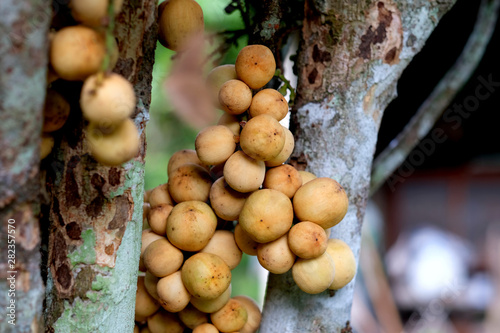 Asian fruit Tropical fruit, Longkong, Langsat, lanzones, Lansium parasiticum on a tree background. - Image photo