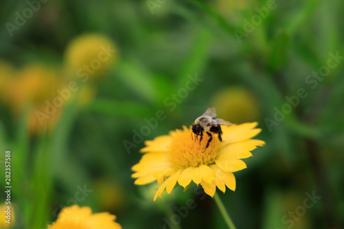 Yellow Gaillardia  blanket flower with bee close-up