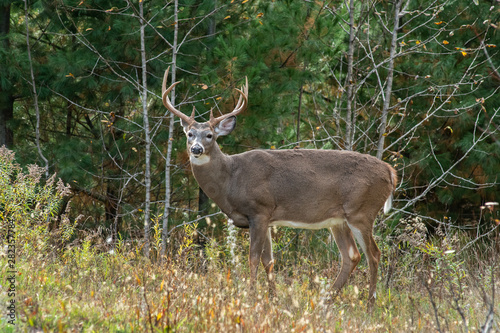 Fototapeta Naklejka Na Ścianę i Meble -  Buck white tailed deer with large antelers