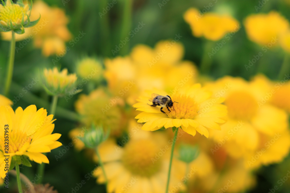 Yellow Gaillardia, blanket flower with bee close-up Yellow Gaillardia, blanket flower with bee close-up