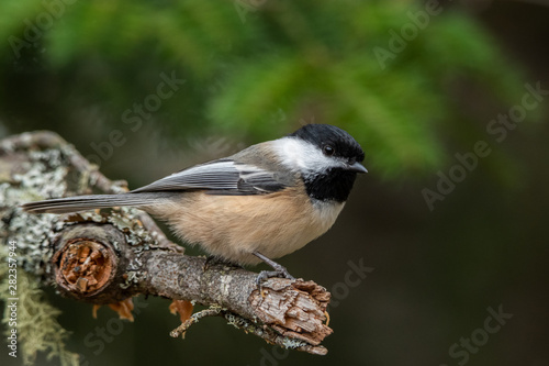 Chickadee perched on a branch