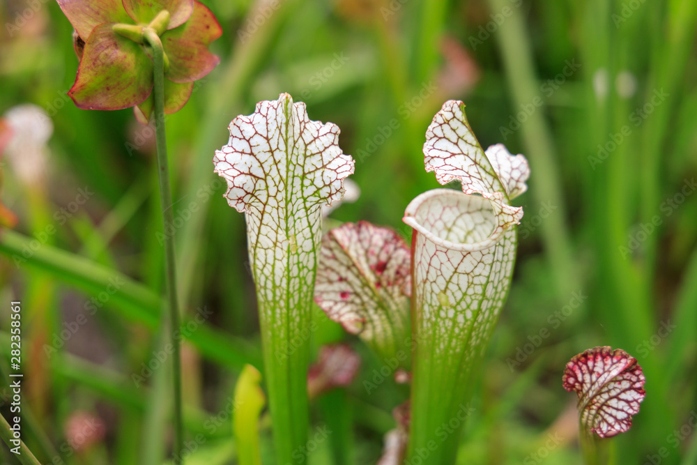 Sarracenia, American pitcher plant