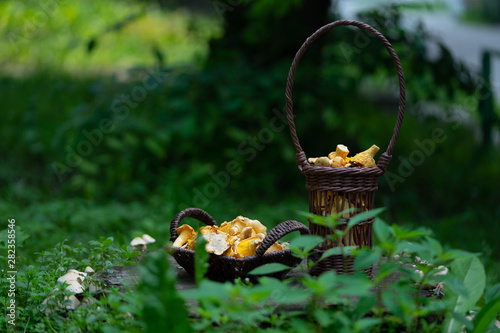 fresh mushrooms chanterelles in eco-friendly paper baskets are on a stump in the forest