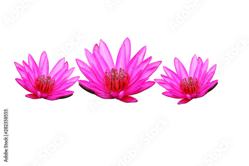 Water lily or lotus flower isolated on white background