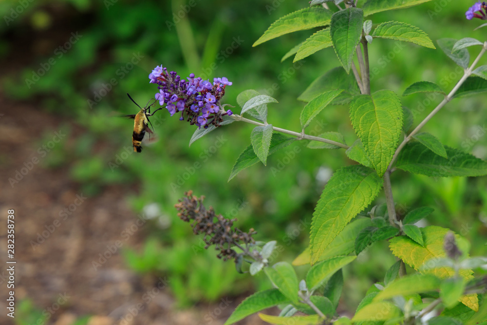 Hummingbird moth feeding on purple flower Hummingbird moth feeding on purple flower