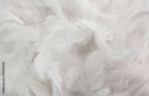 solf white feather background