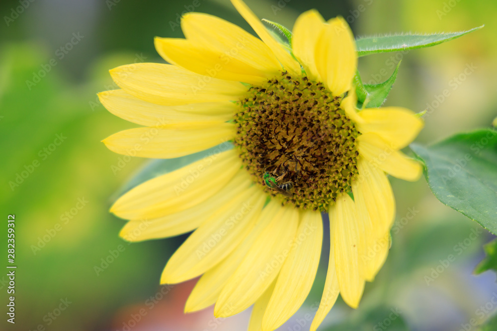 Small pale sunflower with bee close-up Small pale sunflower with bee close-up