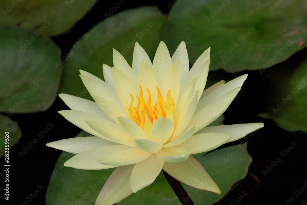 White water lily close-up
