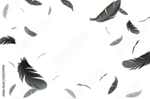 abstract black feathers floating on white background