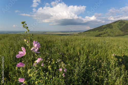 flower field © Sotnikov_EM