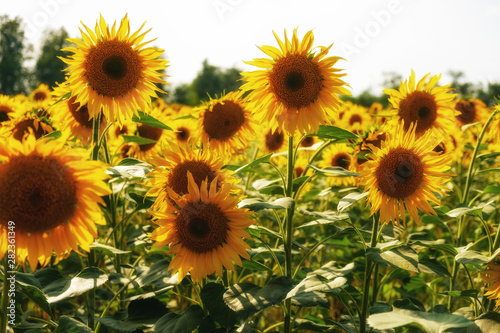 blooming sunflowers in the bright sunny day with blue sky in the background