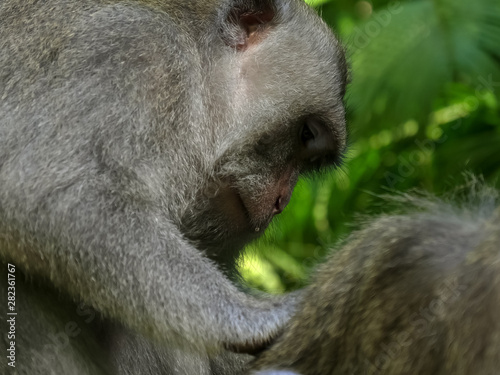 Schilderij op canvas proile shot of a macaque delousing another at ubud monkey forest, bali