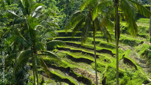 rice paddy terraces and coconut palms at tegallang, bali