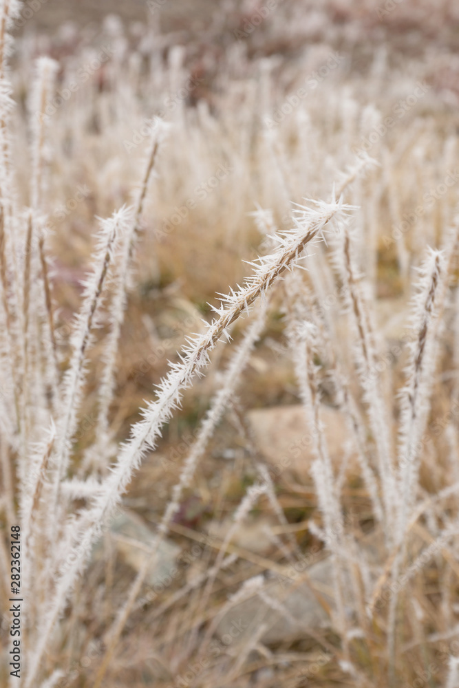 Field of frost grass on Lake Louise mountain , Alberta, Canada