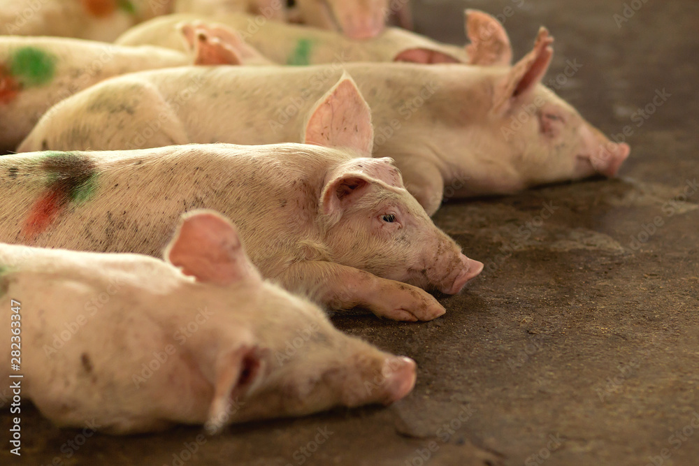 Marking on the pigs. After receiving vaccinations. In pig farm. Marking on the pigs. After receiving vaccinations. In pig farm.