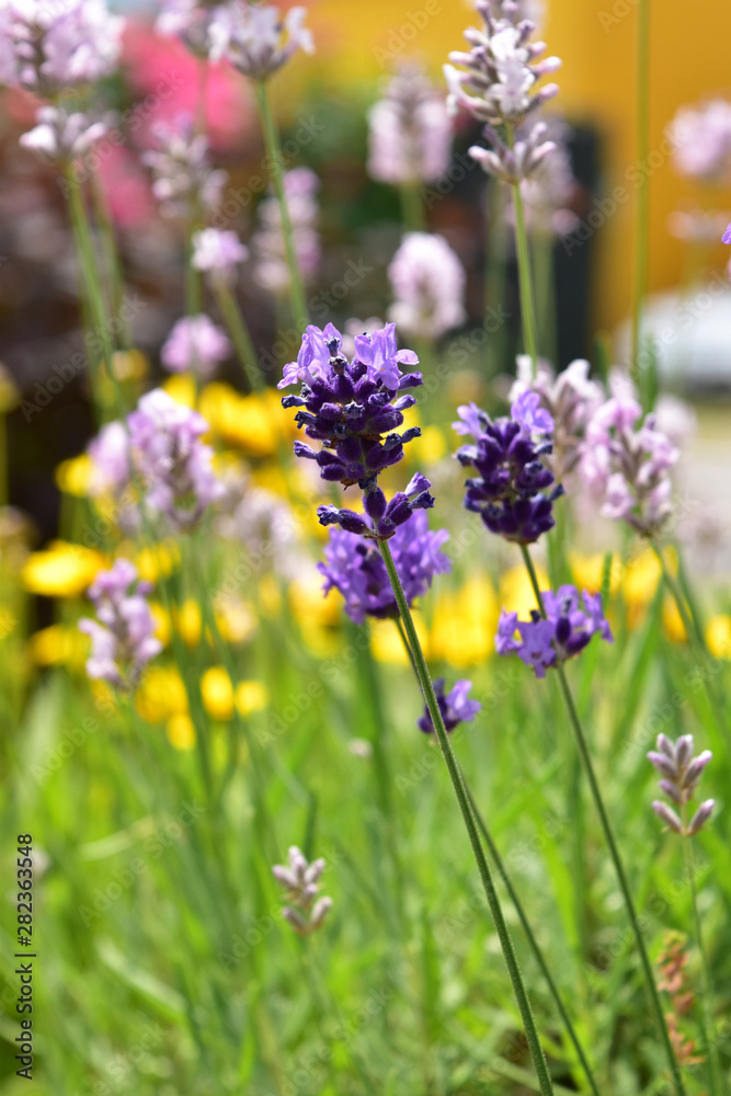 Obraz premium 庭のラベンダーと宿根草の花々