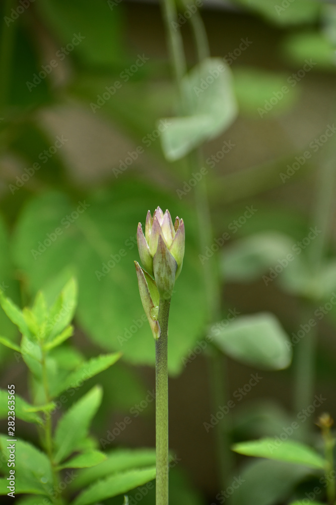 Obraz premium ホスタのつぼみ