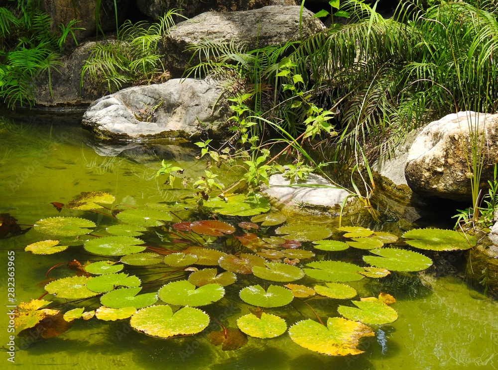The green leaves of the swamp Lily pads. Wildlife. The green leaves of the swamp Lily pads. Wildlife.