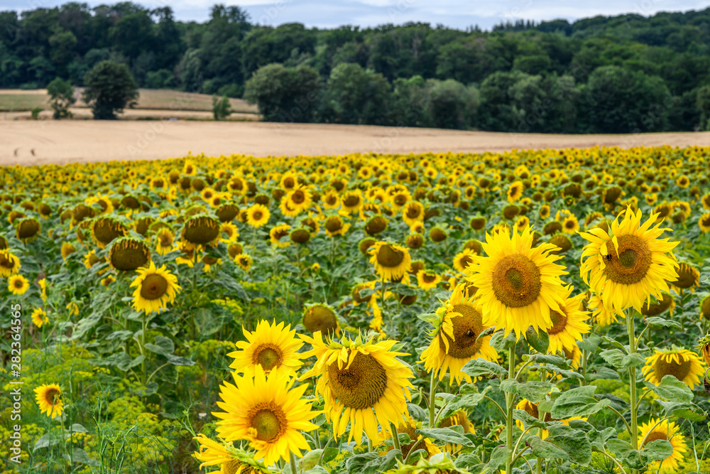 Obraz premium Wonderful panoramic view field of sunflowers by summertime
