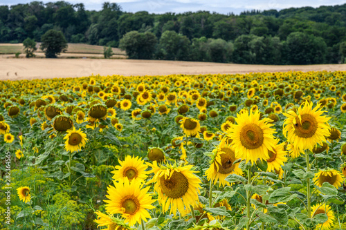 Wonderful panoramic view field of sunflowers by summertime