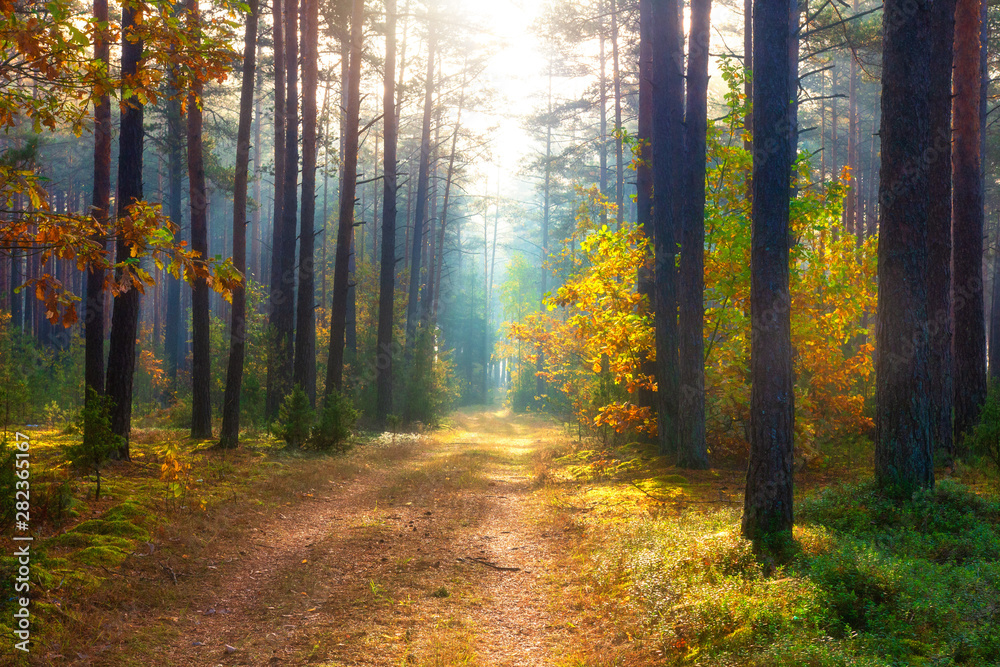 Autumn forest. Sunny forest in october. Scenic nature landscape